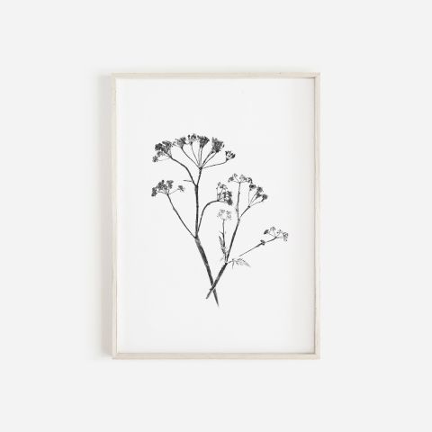 Cow Parsley Monochrome Print | Botanical Wall Art A3